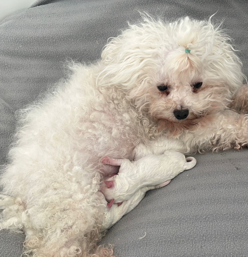 Bichon Bologneser Welpen, Herkunft aus Pudel,Malteser,Maltipoo