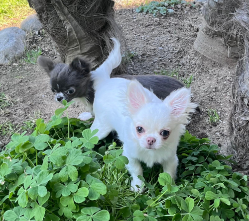 Chihuahua Welpe mit Stammbaum