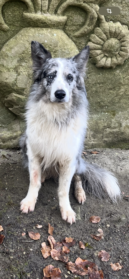 Border/Aussie Rüde in der Farbe blue merle