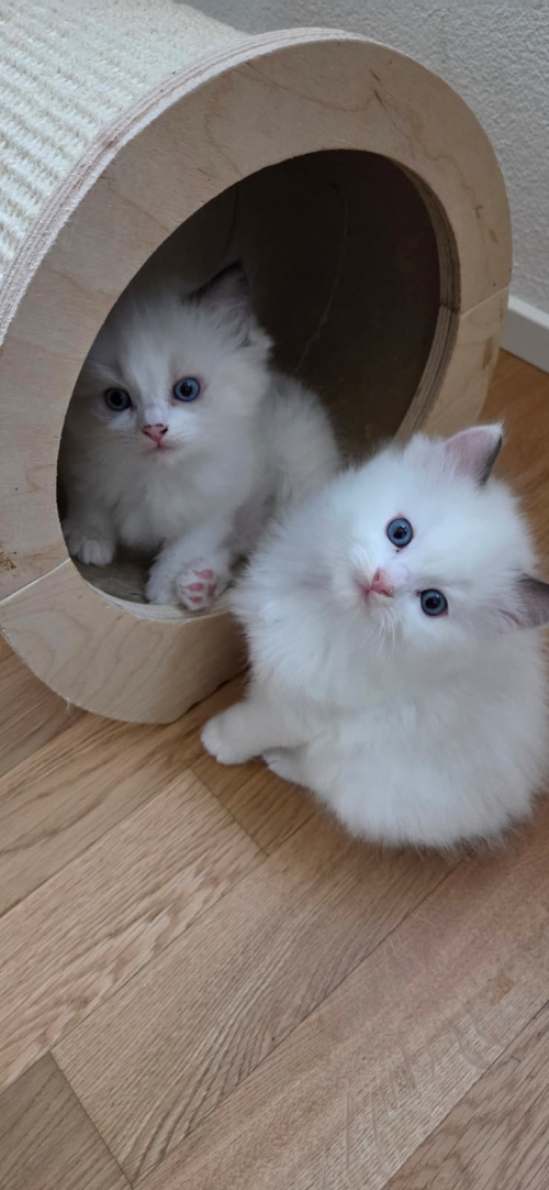 Wunderschöne Ragdoll Kitten zu vergeben