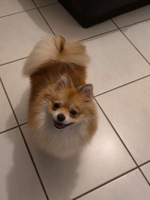 Unser Zwergspitz Lilly such ein neues Zuhause