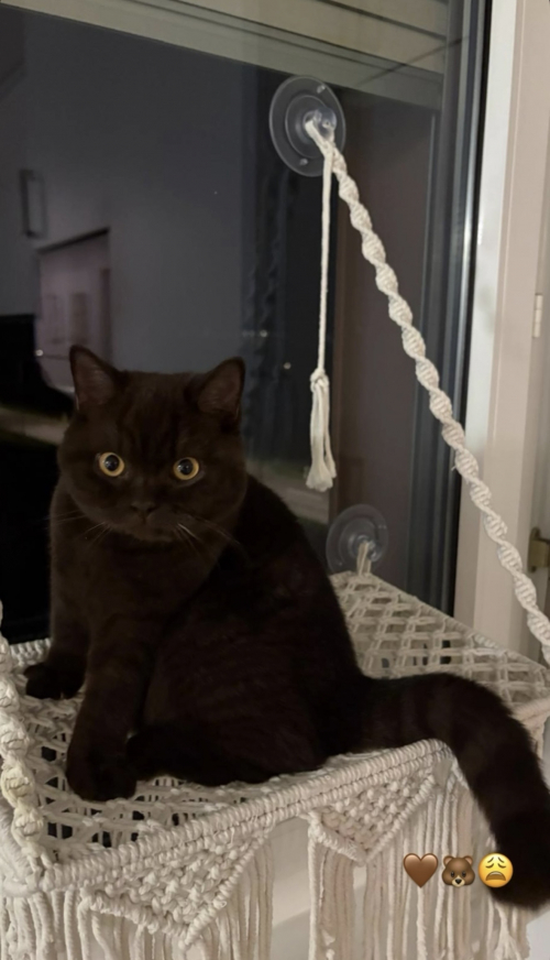 Deckkater Braun BKH/SCF