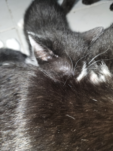 3 Kitten zu verkaufen ab Mitte Juni 2026