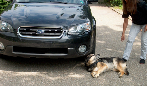 Erste Hilfekurs für Hunde