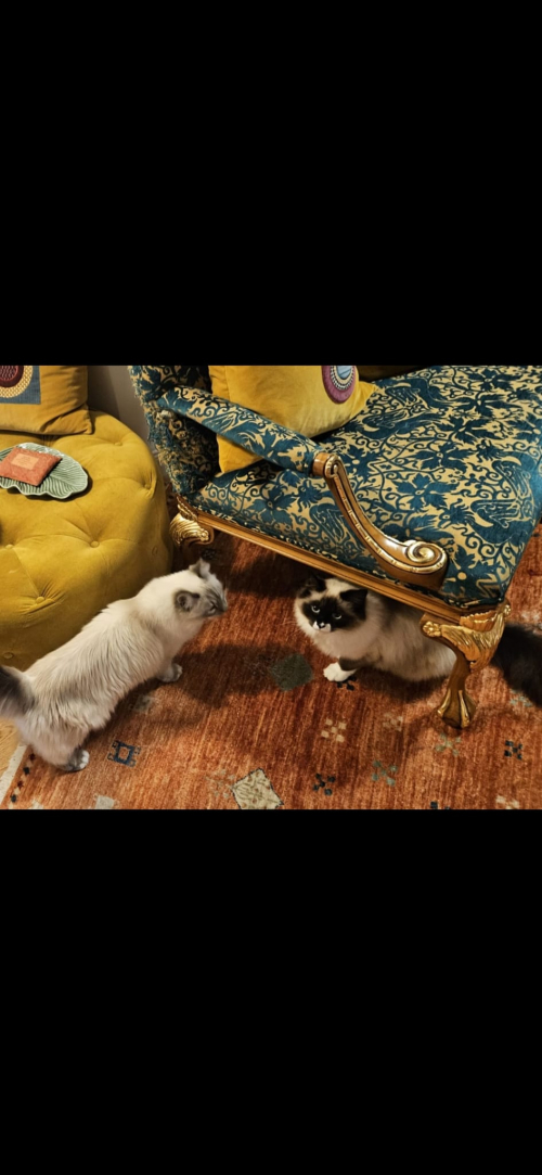 2 Ragdoll/heiloge Birma Katzen
