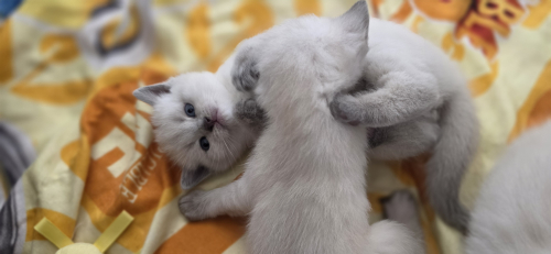 3 BKH Kitten in Blue Point/Blue silver Tabby