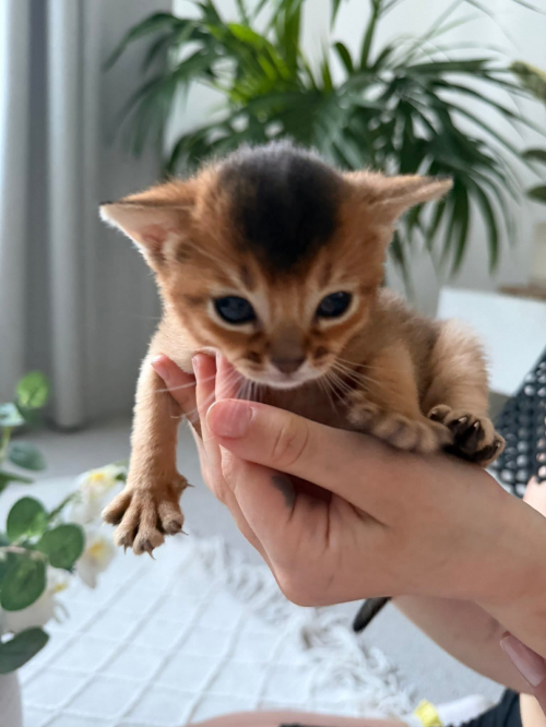 Chatons Abyssin de race pure
