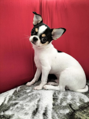 Chihuahua-Rüde mit Stammbaum