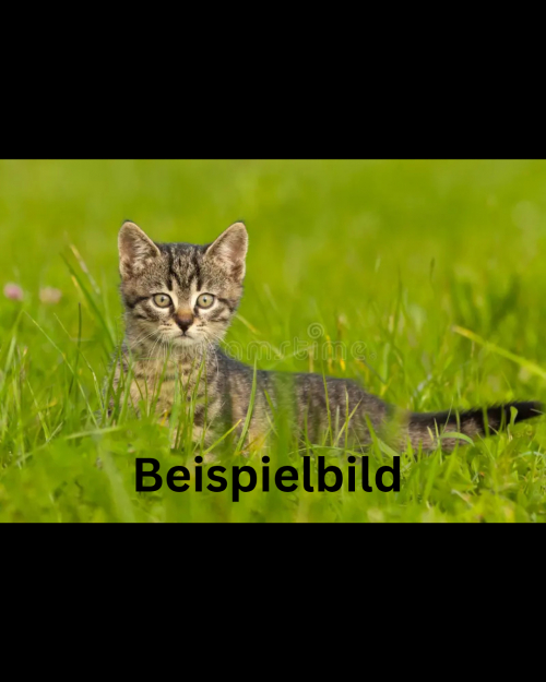 Hauskatzen Kitten 