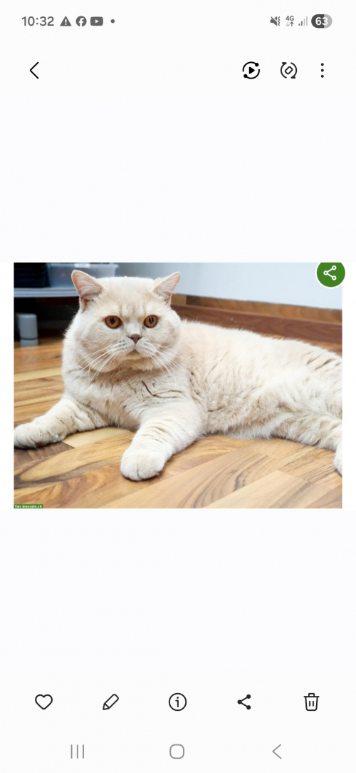 Bkh Baby Katzen zu vergeben.