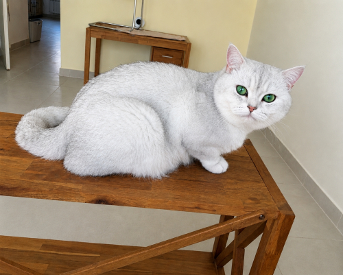 BKH Deckkater mit Stammbaum und Gentest 