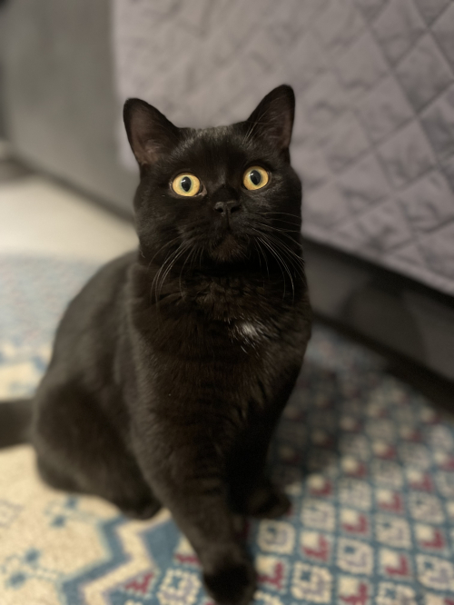 BKH Deckkater 