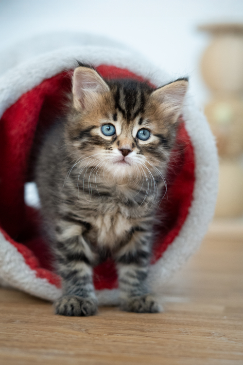 Sibirisches Katzenbaby Nike