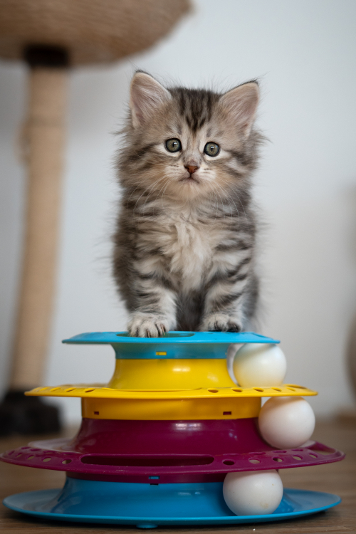 Sibirisches Katzenbaby Naila