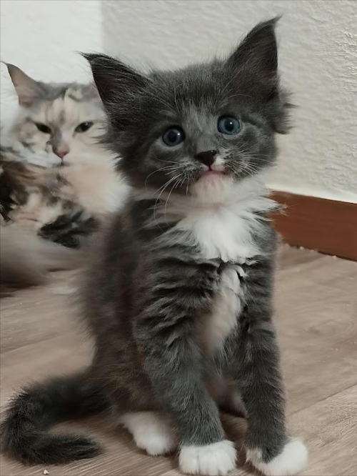 Süsse Maine coon Mixli