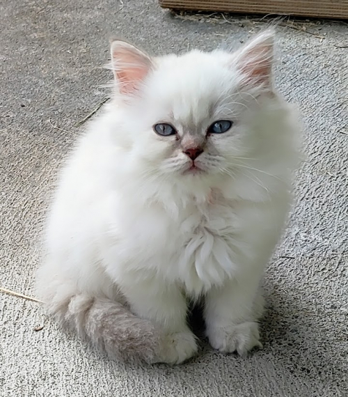 Süsse BLH Kitten