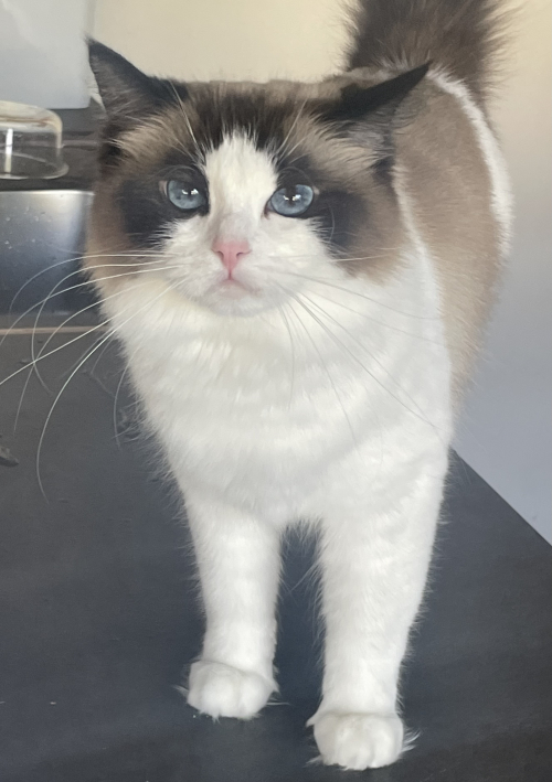 Wunderschöne Ragdoll Katze