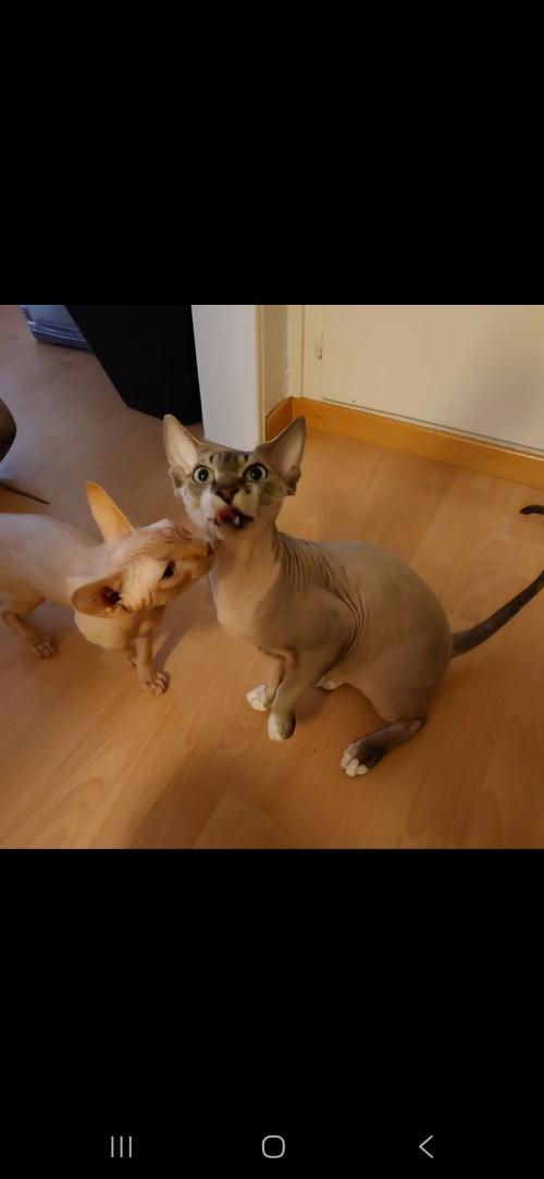 Sphynx Kater 