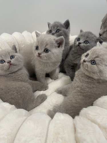 BSH Britisch Shorthair / Reinrassige BKH