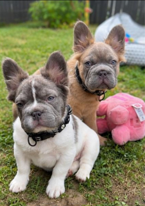 Frenchbulldog Welpen -Amicus registriert