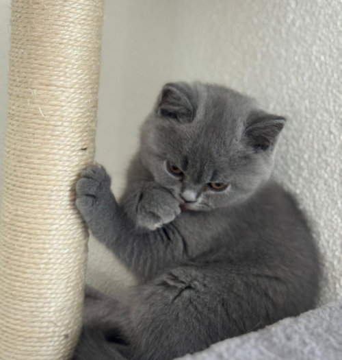 BKH Kitten blue