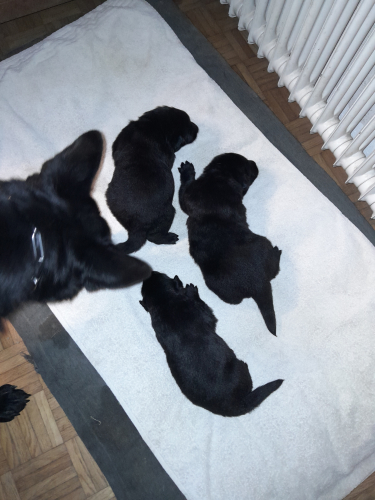 Deutsche Schäferhund Welpen Rüden (3)