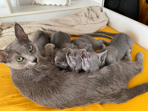 Zu verkaufen: Russisch Blau Katzen-Mami mit einem ihrer Kitten
