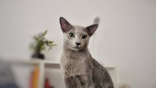 Zu verkaufen: Zuchtkater Russisch Blau amerikanisch