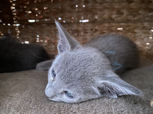 Russisch Blau Kitten rassenrein zu verkaufen