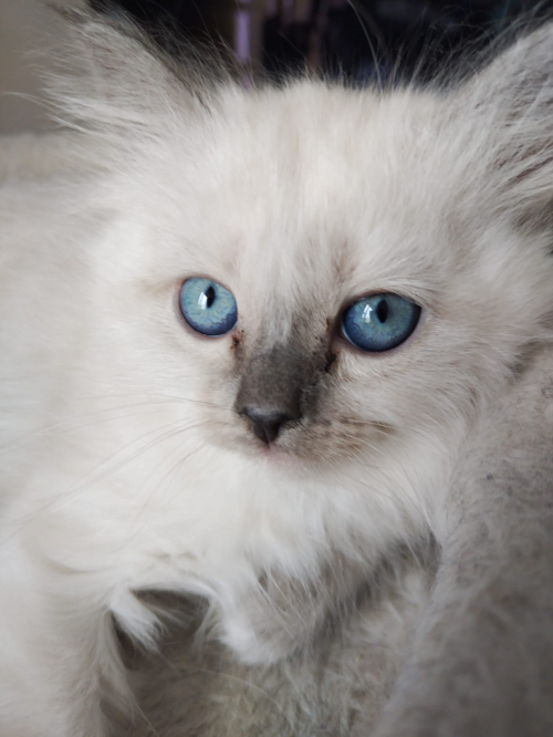 ✨ Wunderschöne reinrassige Heilige Birma Kitten ✨