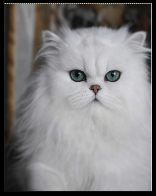 Chinchilla Deckkater