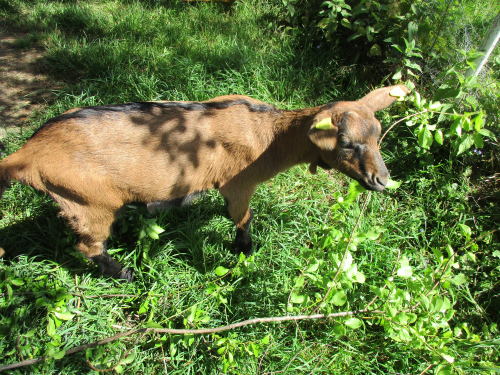 Ziegenböckli