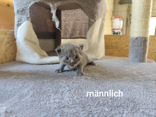 Main Coon Mix Kitten, halblanghaar