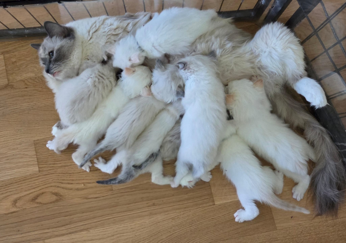 Ragdoll Kitten zu verkaufen