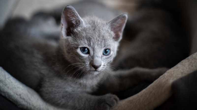 Featured image of post Russisch Blau Babykatze Kaufen Dann sind sie in dieser kategorie genau richtig